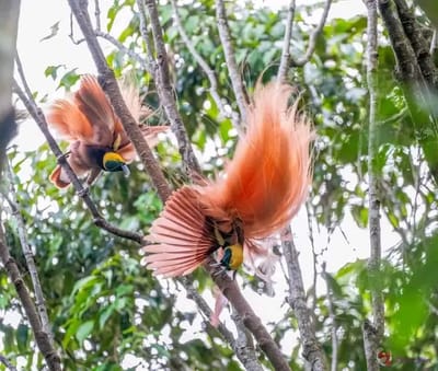Wilson’s Bird-of-paradise