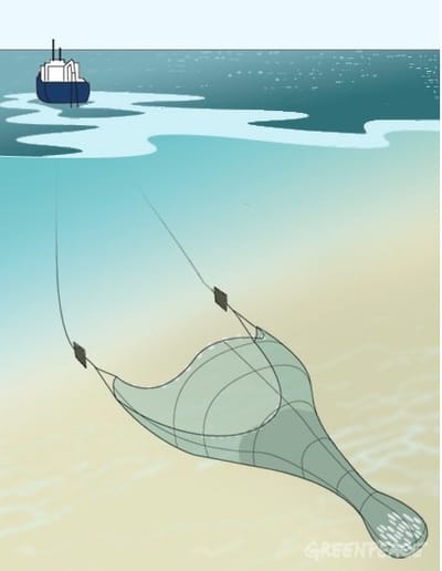 Cómo identificar el método de pesca a la hora de comprar