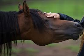 Animal Reiki Healing