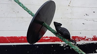 Protecting Your Ration On Ships – Using Rat Guards For Ships