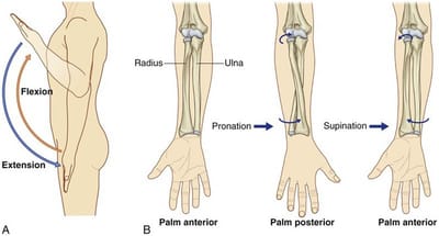 joint movement  image