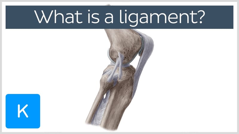 what is a ligament ?