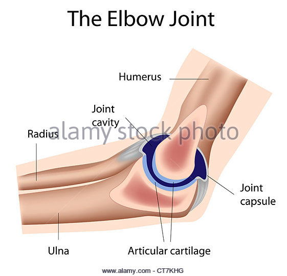 Joint Capsule and Bursae