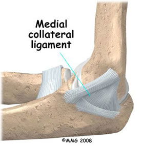 Medial Collateral Ligament