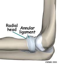 Annular Ligament