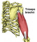 Triceps Brachii: