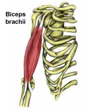 Biceps Brachii