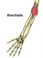 Brachialis