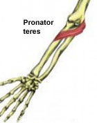 Pronator Teres