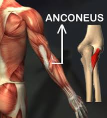 Anconeus
