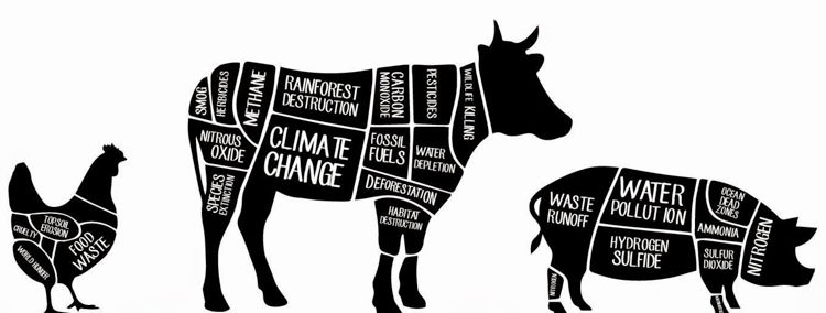 Causes of consuming animal based products.