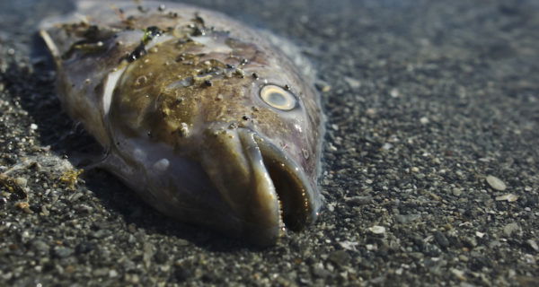 The rate at which we're going, we could have fish-less oceans by 2048. We need to stop this.