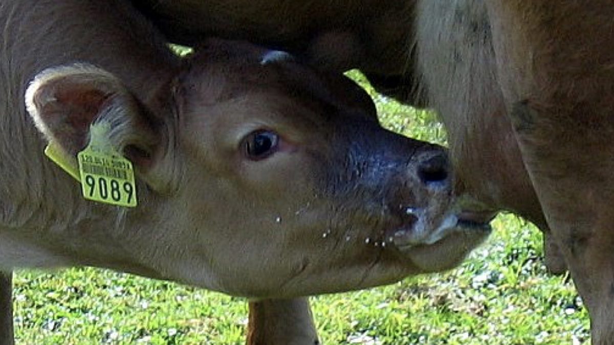 A mother cow naturally produces just enough milk to supply for her baby calf. In this case, that's why they are injected with growth hormones (rBGH) to increase milk production.