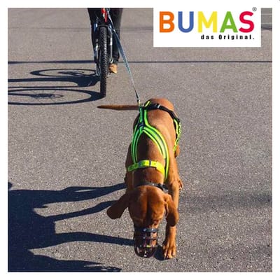 How Biothane Dog Leashes Help Provide Advantages For Dogs And Owners?