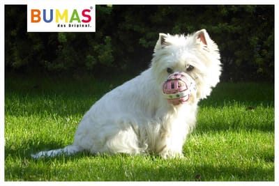 When You are Looking for Small Dog Muzzle, Choose Soft Muzzle Made from High Quality Material!