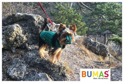 The Use of Dog Muzzle Promotes a Great Level of Safety!