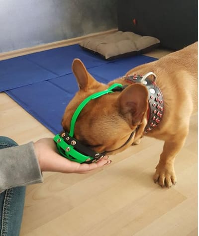 Basket Muzzle has Always Remained as a Popular Choice for Many Pet Owners!