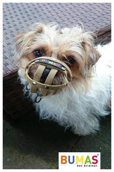 Puppy Muzzle Must be Soft and Comfortable On the Use!