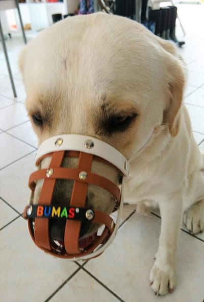Canine Muzzle You Choose Must be Comfortable and Convenient On the Use!
