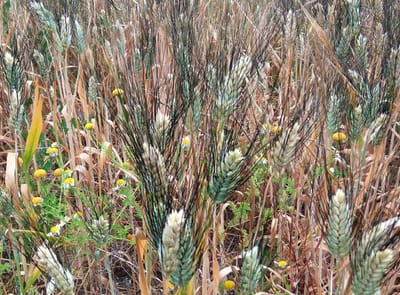 Το βιολογικό  κτήμα του Βαγγέλη τον Μάιο του 2020