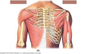 Shoulder + Thorax