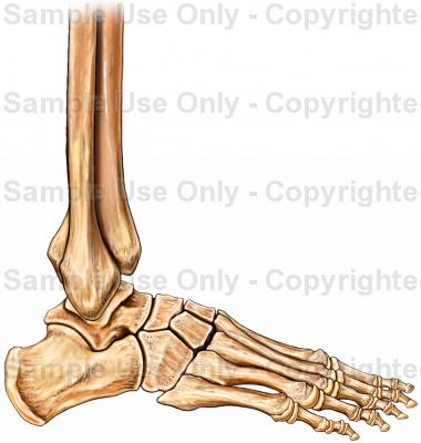 Ankle + Foot