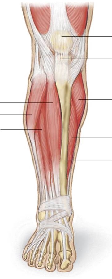 Knee + Legs