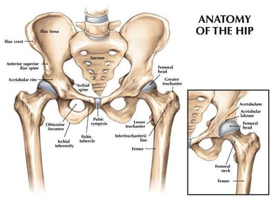 Hip + Pelvis