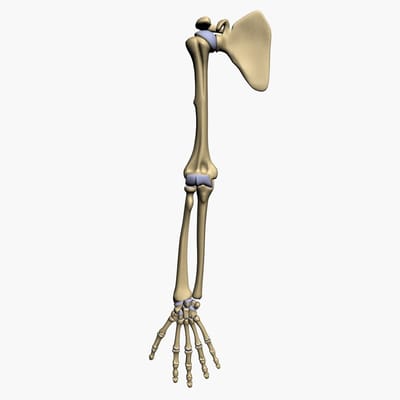 Elbow + Arms