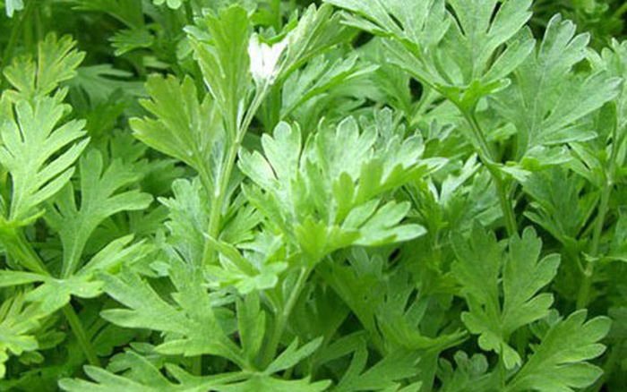 Cây ngải cứu chữa bệnh đau nhức xương khớp