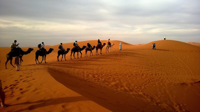 ROAMING CAMELS
