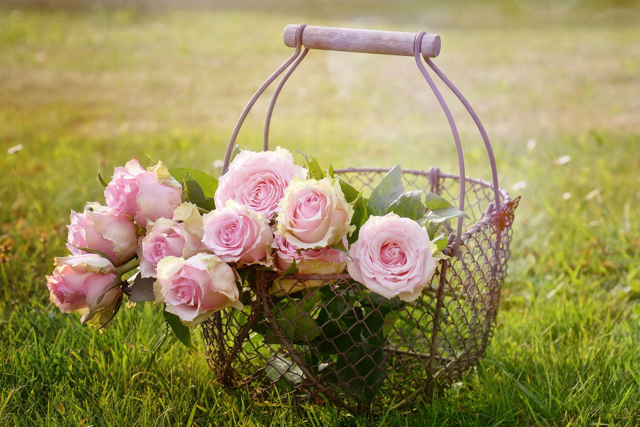 How Should You Chose Roses For Any Occasion?