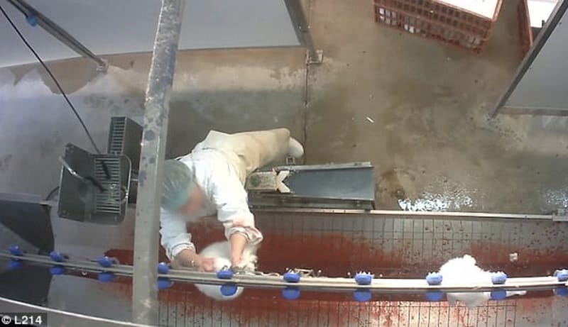 Dolce and Gabbana Accused Of 'Selling Fur from Tortured Rabbits'