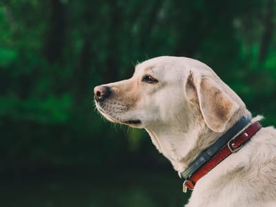 Which Type of Dog Collar is Right For Your Dog