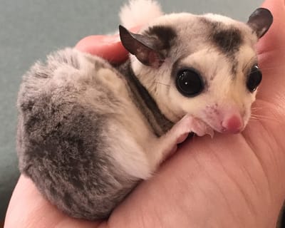Northeast Sugar Gliders