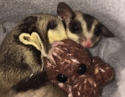 Caring for a Sugar glider image