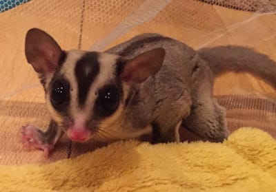 What are sugar gliders? image
