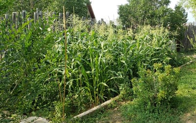 New Mexico Farm image