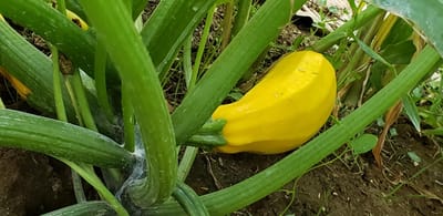 New Mexico Farm image