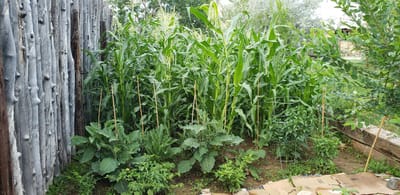 New Mexico Farm image