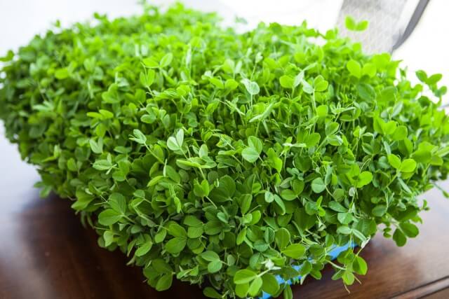 Organic Microgreens